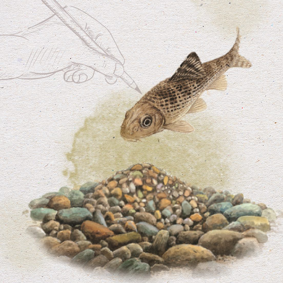 그림으로만 남게 된 한국의 민물고기